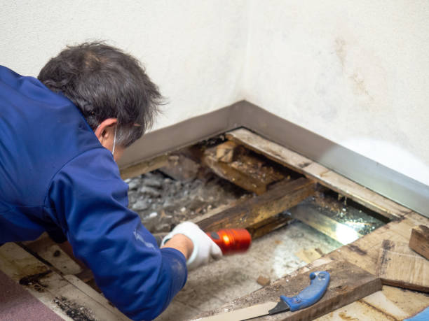 Best Mold Testing  in Shorewood, WI